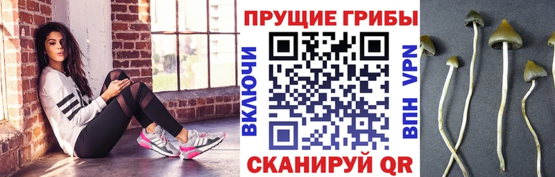 купить   Верхняя Тура  Псилоцибиновые грибы прущие грибы 